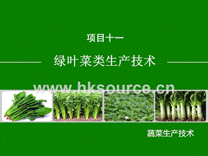 蔬菜生產(chǎn)技術(shù)（北方本）課件 11.1菠菜生產(chǎn)技術(shù).ppt