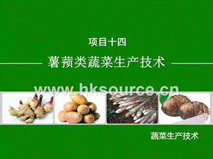 蔬菜生產(chǎn)技術(shù)（北方本）課件 14.2生姜生產(chǎn)技術(shù).ppt