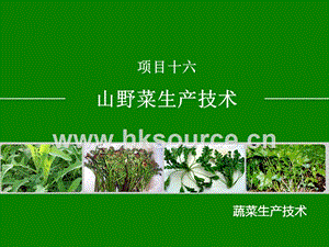 蔬菜生產(chǎn)技術(shù)（北方本）課件 16.1苣荬菜生產(chǎn)技術(shù).ppt