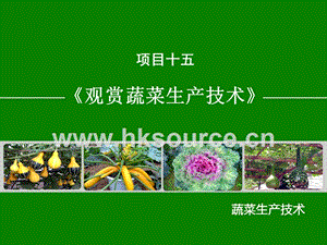 蔬菜生產(chǎn)技術(shù)（北方本）課件 15.3觀賞葫蘆生產(chǎn)技術(shù).ppt