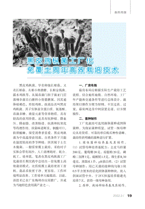 黑皮雞樅菌工廠化免覆土周年高效栽培技術(shù).pdf