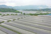 4月13日拍攝的福建省政和縣東平現(xiàn)代農(nóng)業(yè)光伏產(chǎn)業(yè)園一角（無人機照片）2.jpg