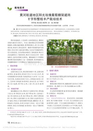 黃河故道地區(qū)陽光玫瑰葡萄棚架避雨T字形整枝豐產(chǎn)栽培技術(shù).pdf