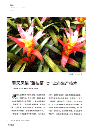擎天鳳梨'雅柏星'七一上市生產(chǎn)技術(shù).pdf