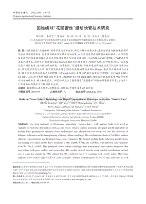 圓錐繡球 花園蕾絲 組培快繁技術(shù)研究.pdf