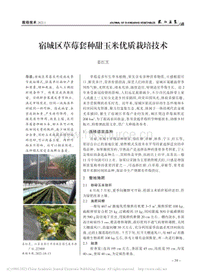 宿城區(qū)草莓套種甜玉米優(yōu)質(zhì)栽培技術(shù).pdf