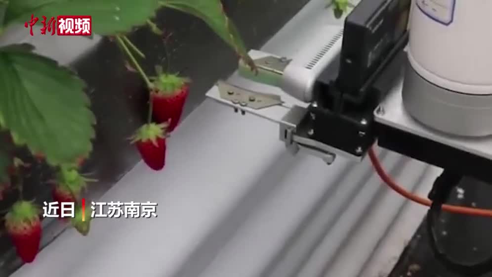 草莓采摘機(jī)器人來(lái)啦！南農(nóng)大自主研發(fā)多款草莓智能農(nóng)機(jī).mp4