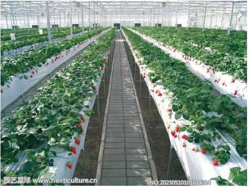 北京昌平區(qū)小湯山鎮(zhèn)特菜大觀園的草莓高架栽培品種示范展示.jpg