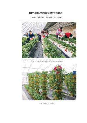 國產(chǎn)草莓品種如何扳回市場？.pdf
