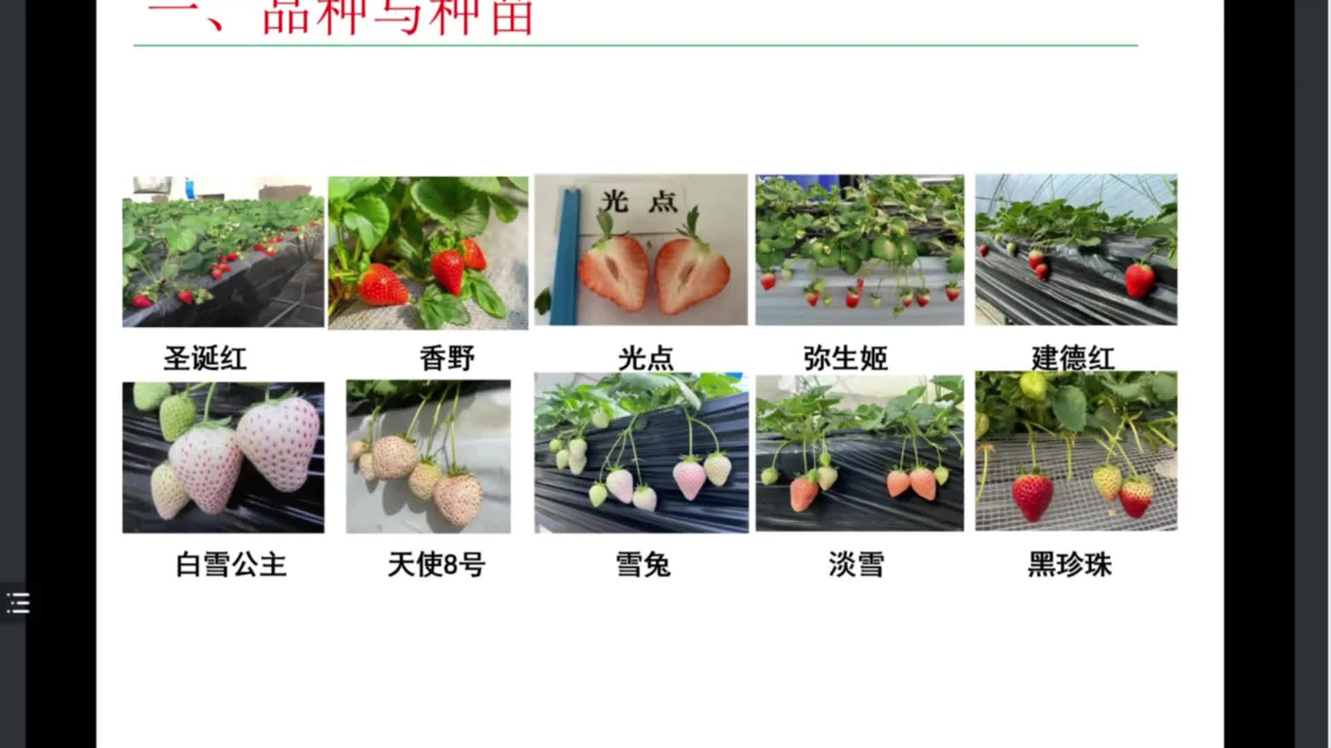 白色國產(chǎn)草莓品種-白雪公主.mp4