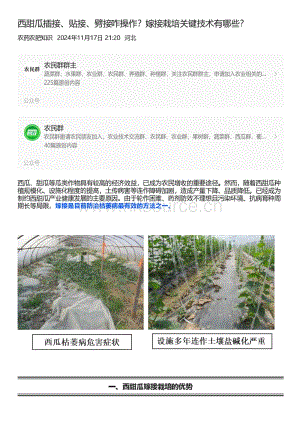 西甜瓜插接、貼接、劈接咋操作？嫁接栽培關(guān)鍵技術(shù)有哪些？.pdf