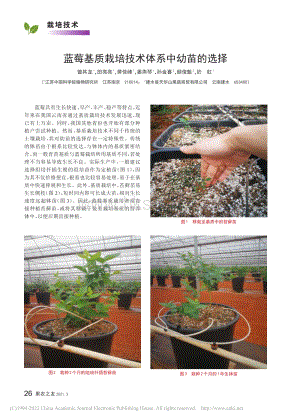 2021-藍(lán)莓基質(zhì)栽培技術(shù)體系中幼苗的選擇_曾其龍.pdf