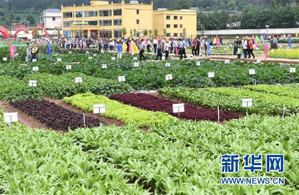 中國云南蔬菜種業(yè)博覽會在武定舉行3.jpg