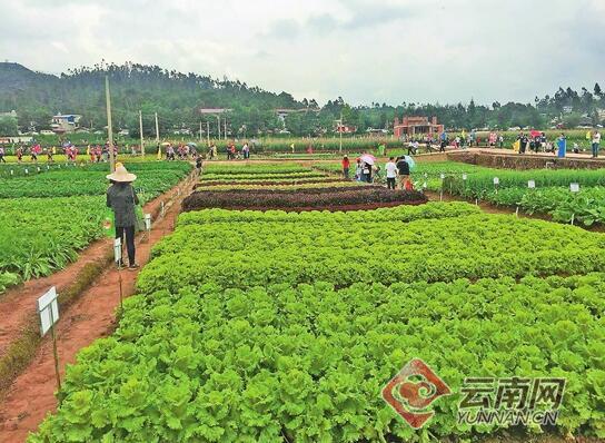 中國云南蔬菜種業(yè)博覽會在武定舉行5.jpg