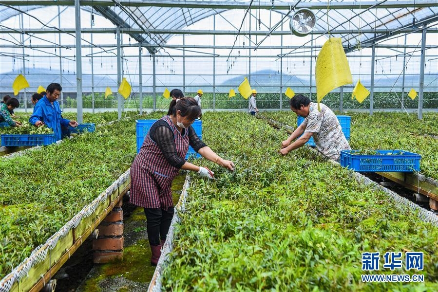 浙江慈溪恒海農(nóng)業(yè)開發(fā)有限公司的50畝改良鹽堿地大棚內(nèi),移動苗床上的鐵皮石斛長勢喜人.jpg