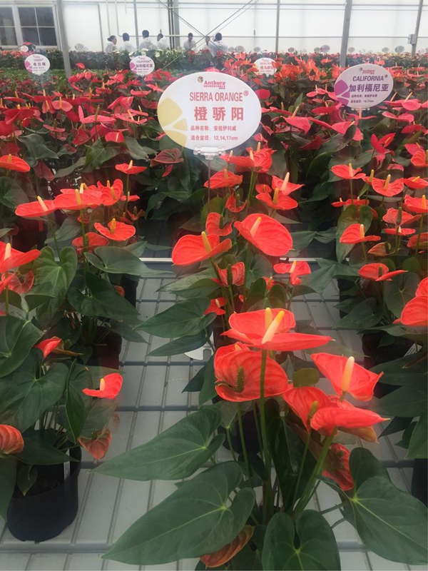 安祖紅掌‘橙驕陽’.jpg