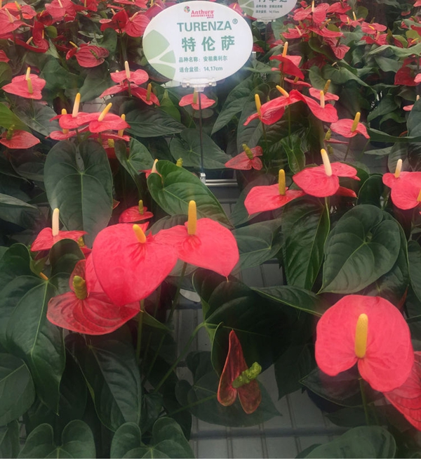 安祖紅掌‘特倫薩’.jpg