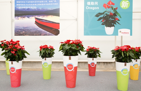 安祖提供照片2-紅掌新品種‘俄勒岡’.jpg