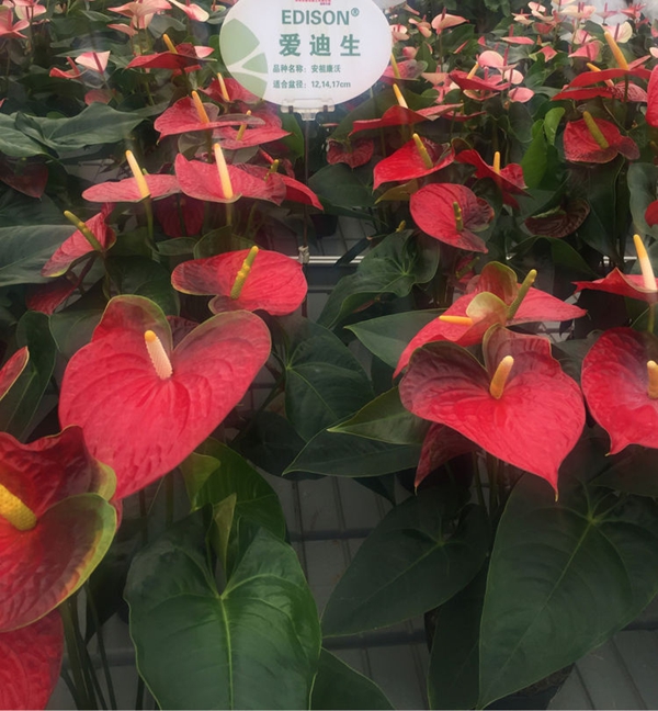 安祖紅掌‘愛迪生’.jpg