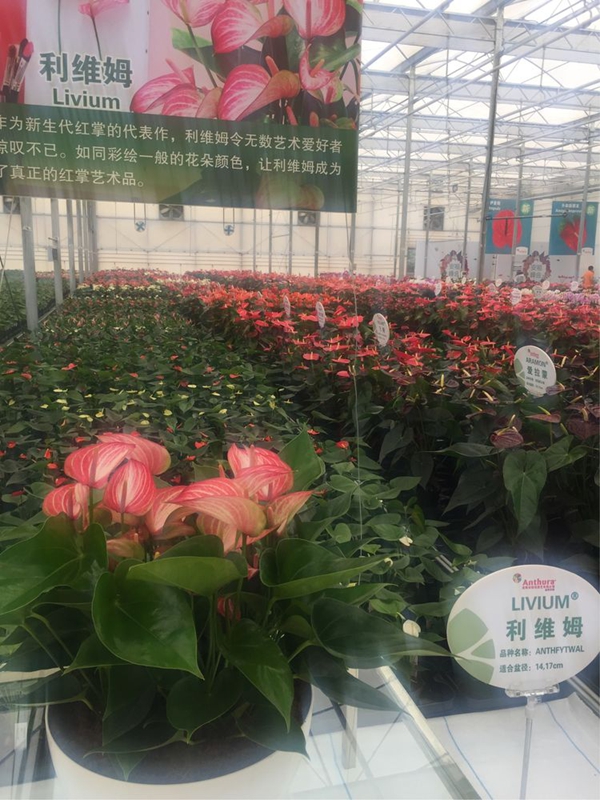 紅掌‘利維姆’.jpg