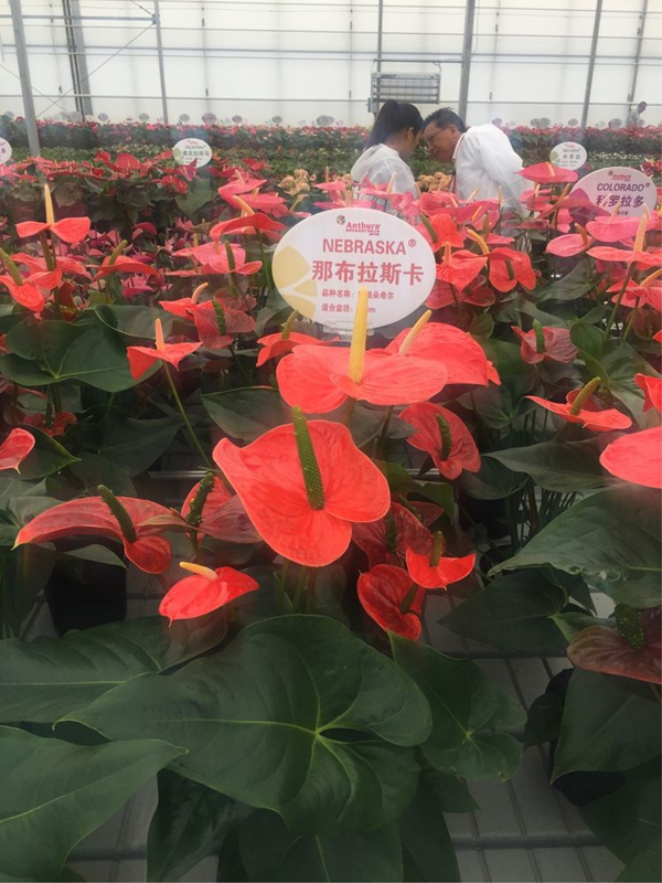 安祖紅掌‘那布拉斯卡’.jpg