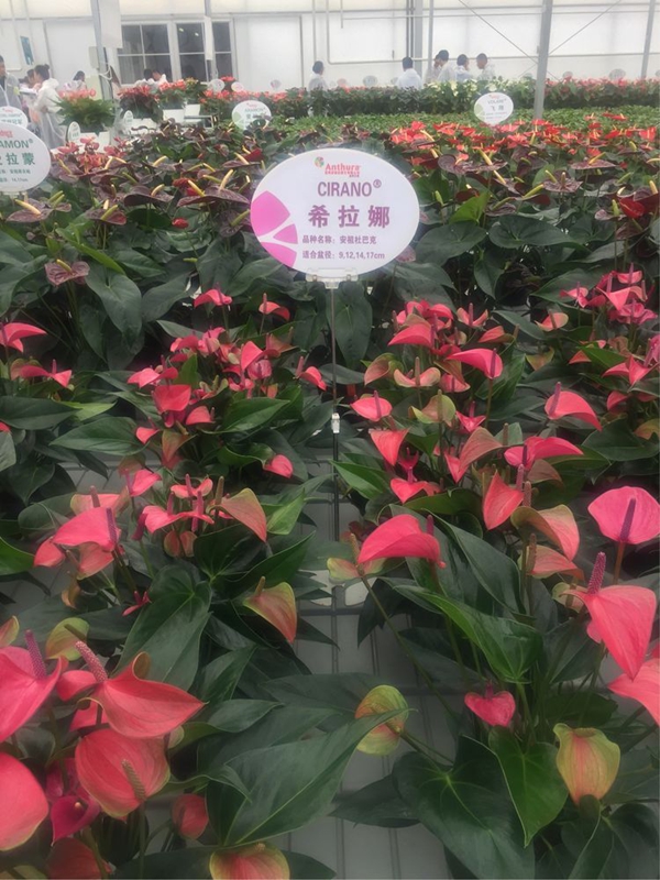 安祖紅掌‘希拉娜’.jpg