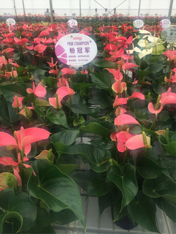 安祖紅掌‘粉冠軍’.jpg