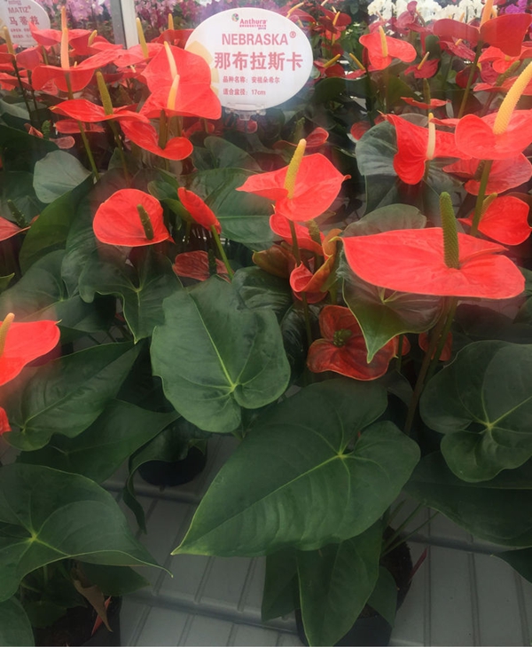 紅掌品種‘那布拉斯卡’.jpg