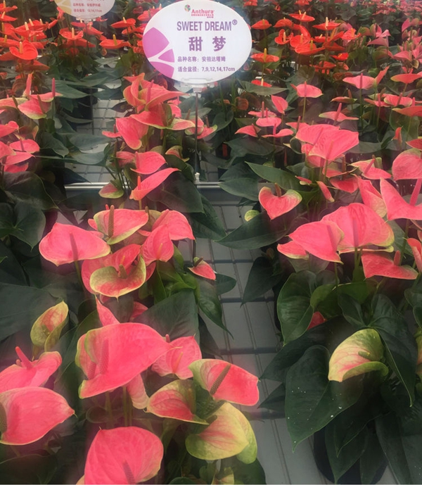 紅掌‘甜夢’.jpg