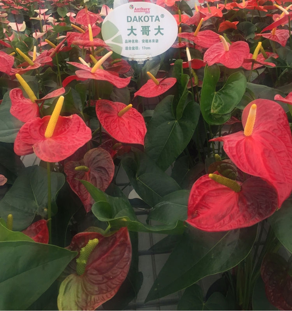 安祖紅掌‘大哥大’.jpg