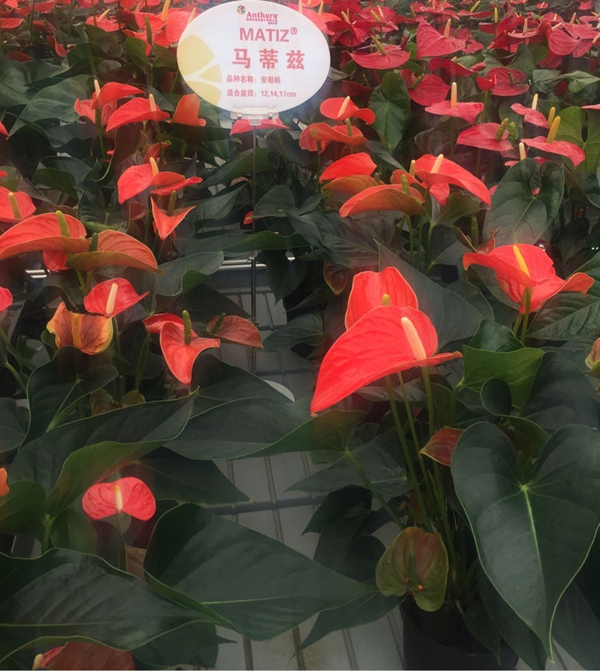 安祖紅掌‘馬蒂茲’.jpg