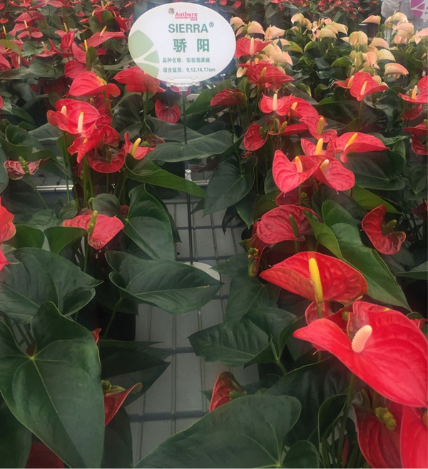 安祖紅掌‘驕陽’.jpg