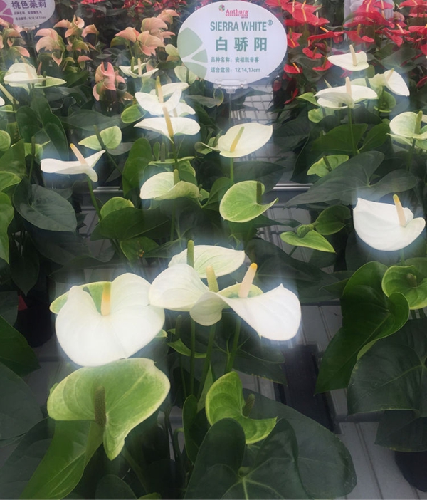 安祖紅掌‘白驕陽’.jpg