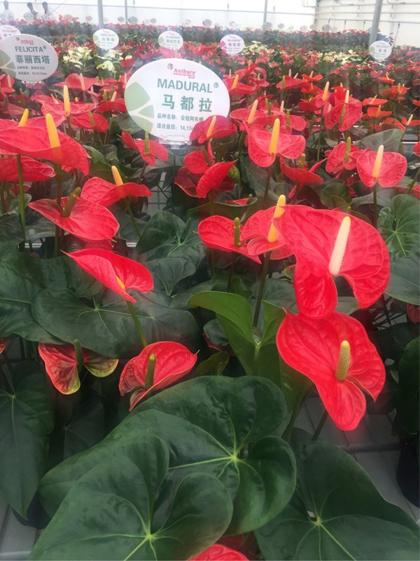 安祖紅掌‘馬都拉’.jpg