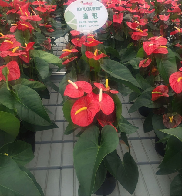 安祖紅掌‘皇冠’.jpg