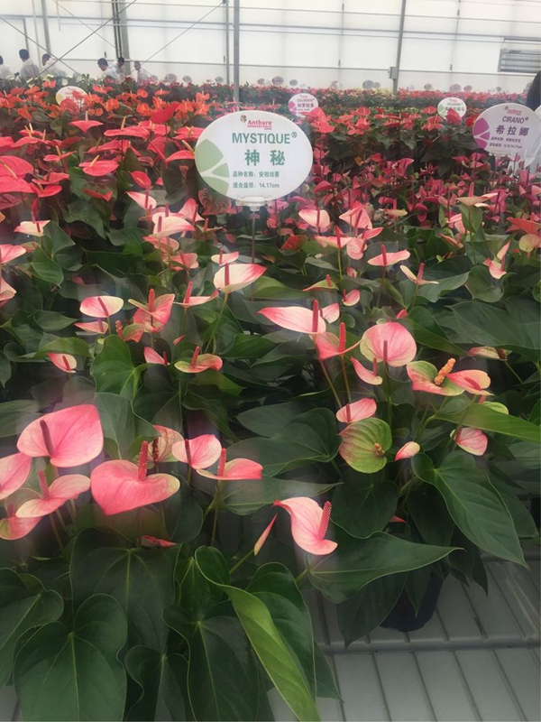 安祖紅掌‘神秘’.jpg