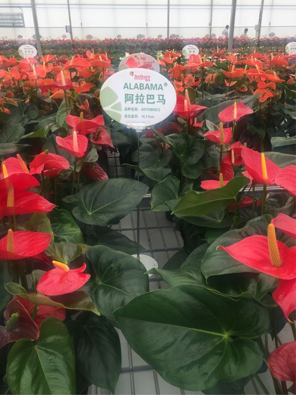 安祖紅掌‘阿拉巴馬’.jpg