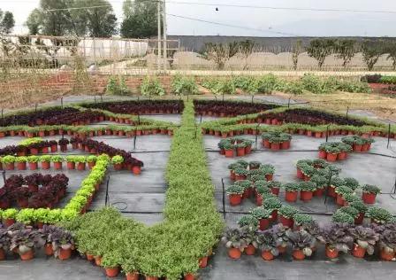 400多種蔬菜爭搶2019北京世園會入場券1.jpg