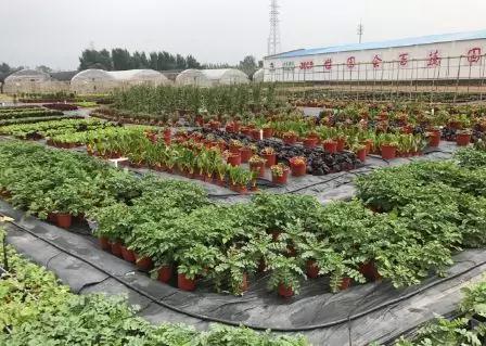 400多種蔬菜爭搶2019北京世園會入場券2.jpg