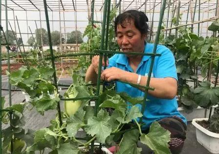 400多種蔬菜爭搶2019北京世園會入場券3.jpg