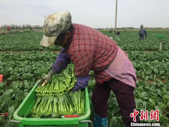 圖為工人們正在按照要求采收蔬菜。 郭蓉 攝.jpg