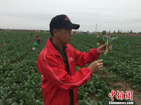 6月10日,金昌市金從玉農(nóng)業(yè)科技發(fā)展有限公司的負(fù)責(zé)人楊健尊在萬畝綠色供港蔬菜基地采摘的油菜?!」亍z.jpg