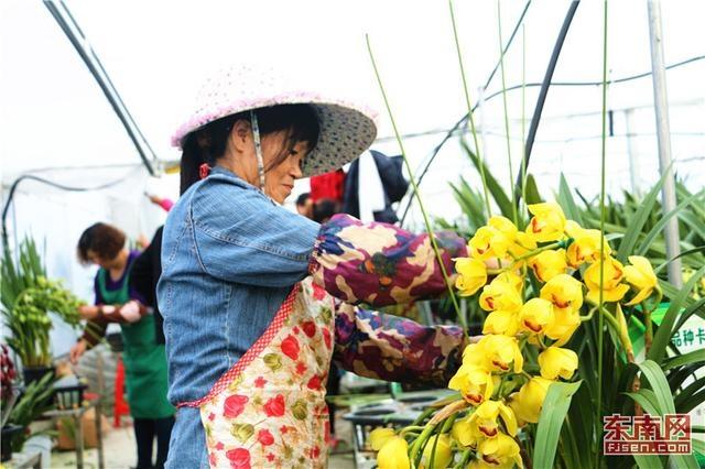 周寧縣大花蕙蘭培育基地里,工人們忙著為花做造型.jpg