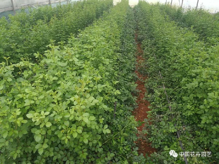 11切花月季種植.jpg