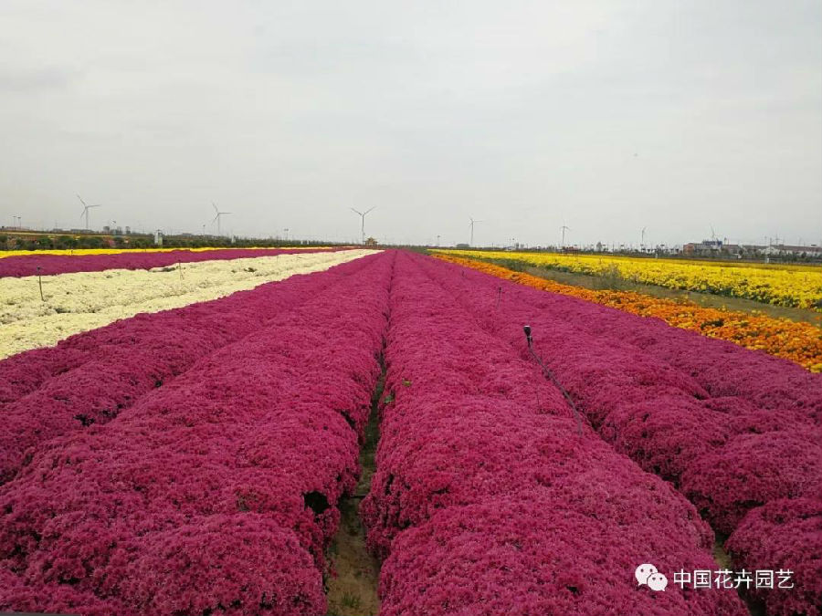 5菊花品種展示.jpg