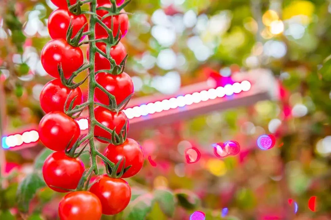 Signify與Agro-Inwest簽署協(xié)議:全球最大LED園藝照明項(xiàng)目擴(kuò)容.jpg