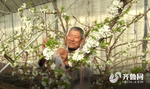 溫室大棚櫻桃花開時(shí)節(jié)2.jpg