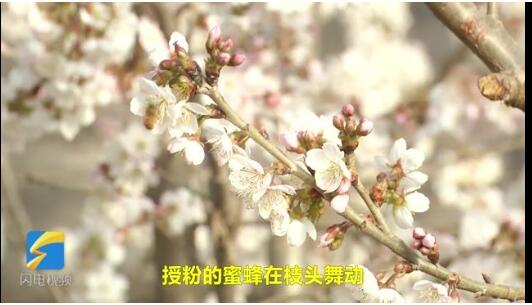 溫室大棚櫻桃花開時(shí)節(jié)3.jpg