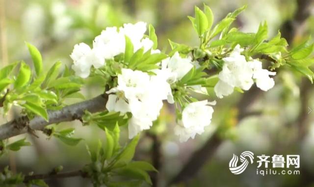溫室大棚櫻桃花開時(shí)節(jié).jpg