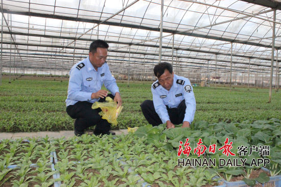 三亞構(gòu)建市、區(qū)、村三級農(nóng)產(chǎn)品質(zhì)量安全檢測體系,在全市蔬菜基地共配備221名安監(jiān)員,及時將蔬菜送檢。圖為安監(jiān)員正在蔬菜基地抽樣。記者易宗平攝